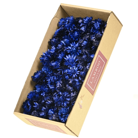 Helichrysum Séché Bleu