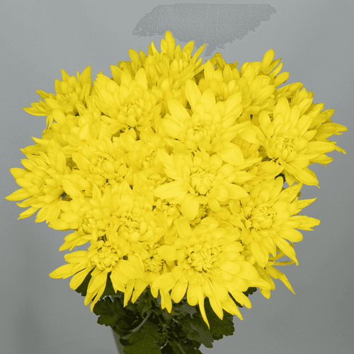 Bouquet de 20 chrysanthèmes jaunes Lebron (Chrysanthemum), Fleur fraîche de 70 cm de long, 20 tiges