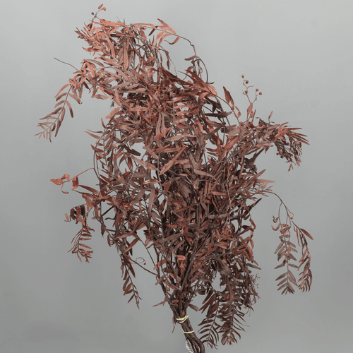 Falsa Pimienta Preservada Granate