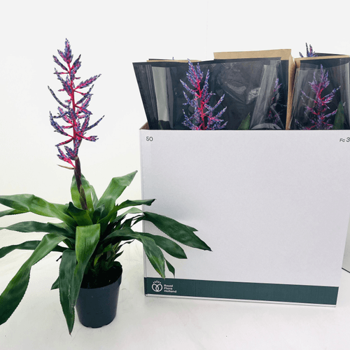 Aechmea Blue Rain x8, Azul