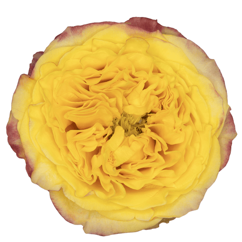 Rose Honey Bee, Fleur fraîche de 60 cm de long