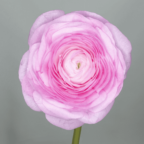 Renoncule Succes Hanoi rose pâle, Fleur fraîche de 45 cm de long