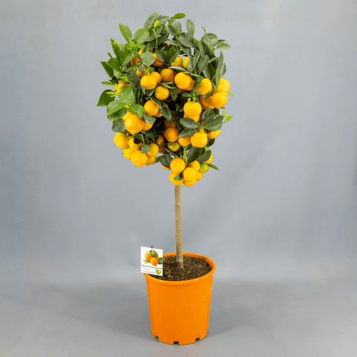 Calamondin (Oranger Nain) en Pot