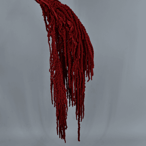 Amaranthus Rojo, Preservado, 50cm