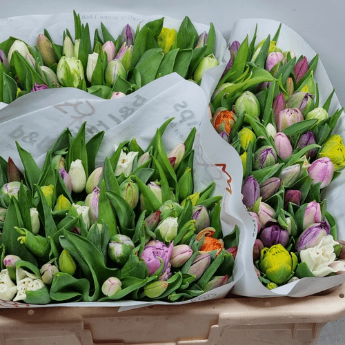 Tulipan Mix 