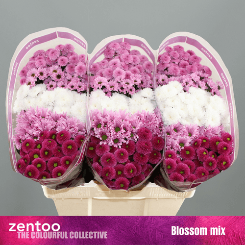 Bouquet de 25 Chrysanthèmes Santini Blossom Mix, Fleur fraîche de 55 cm de long, 25 tiges