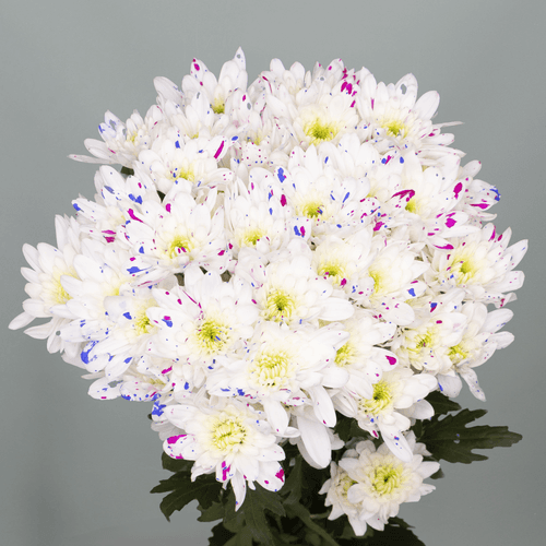 Bouquet de 20 chrysanthèmes (Chrysanthemum) Cupcakes Pom blancs, Fleur fraîche de 60 cm de long, 20 tiges