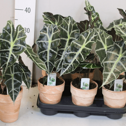 Alocasia Polly Cerámica, Verde