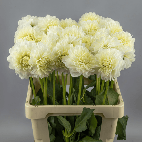 Dahlia Albaia x30