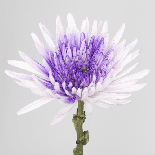 Chrysanthème Spider teinté violet, Fleur fraîche de 60 cm de long, bouquet de 20 tiges