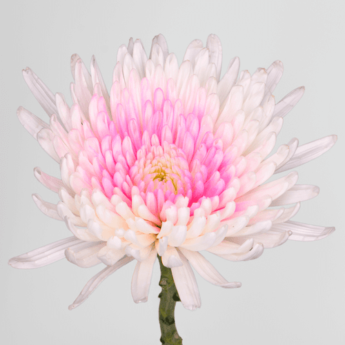 Chrysanthème Spider teinté rose, Fleur fraîche de 60 cm de long, bouquet de 20 tiges