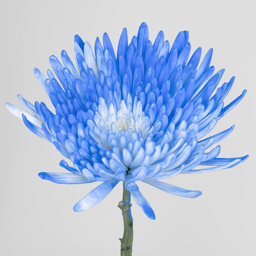 Bouquet de 20 chrysanthèmes araignée bleu pastel teintés (Chrysanthemum spp.), Fleur fraîche de 60 cm de long, 20 tiges