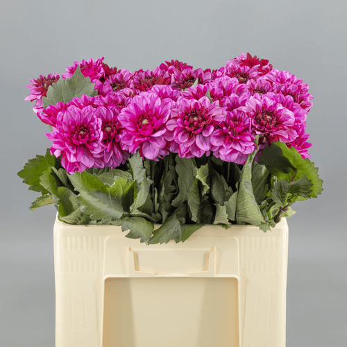 · Dahlia Melissa Anne Marijke, Fucsia