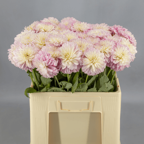 Ramo de 40 Dalias Rosas Vera Louise, Flor fresca de 55 cm de largo, 40 tallos
