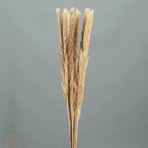 Plumero Pampa Natural
