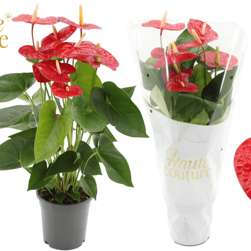 Anthurium Jambo Red en Cerámica, Planta de 60 cm de alto