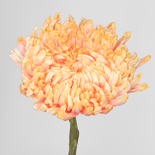 Crisantemo Stravina Double Peach melocotón, Flor fresca de 70 cm de largo