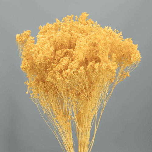Brooms Preservado Ocre