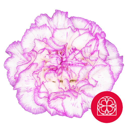 Clavell Blanc i Rosa, Flor fresca de 60 cm de llarg, ram de 40 tiges