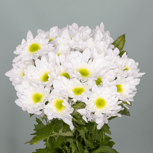 Bouquet de 20 Chrysanthèmes Blancs Radost, Fleur fraîche de 70 cm de long, 20 tiges