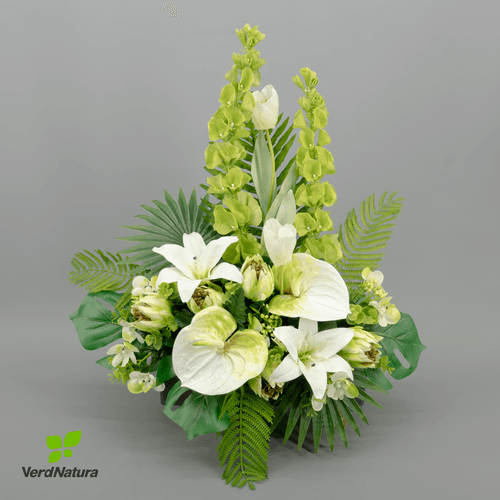 Jardinera Molucel·la