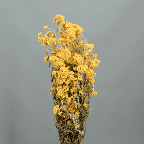 Sanfordi Naturel Fleurs Séchées