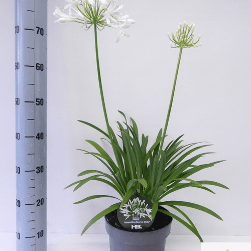 Agapanthus Henry's White, Planta de 50 cm de alto