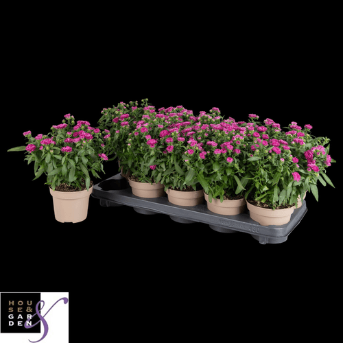 Aster Pretty Pink, Planta de 28 cm de alto, pack de 10 uds