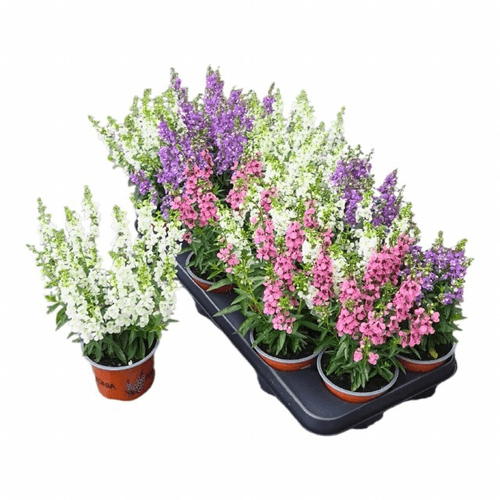 Angelonia Angelmist, Planta de 25 cm de alto, pack de 6 uds