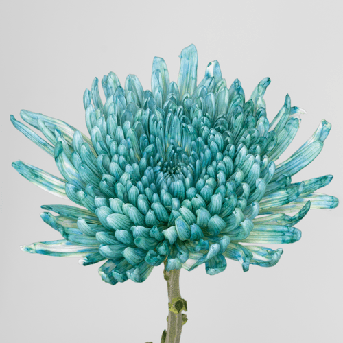 Ramo de 10 Crisantemos Uniflora Verde Menta Topspin Mint, Flor fresca de 70 cm de largo, 10 tallos