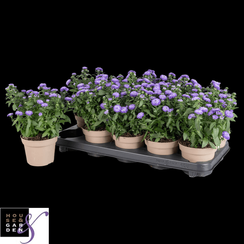 Aster Blue Bayou, Planta de 25 cm de alto, pack de 10 uds