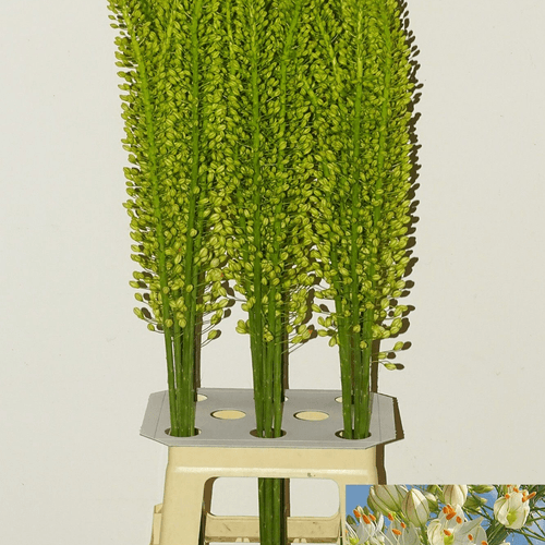 Eremurus branco Cleopatra, Flor fresca de 90 cm de comprimento, ramo de 10 hastes