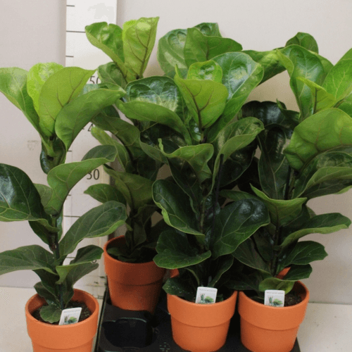 Ficus Lyrata Bambino en Terre Cuite 60 cm