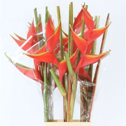 Heliconia Red (Bihai)