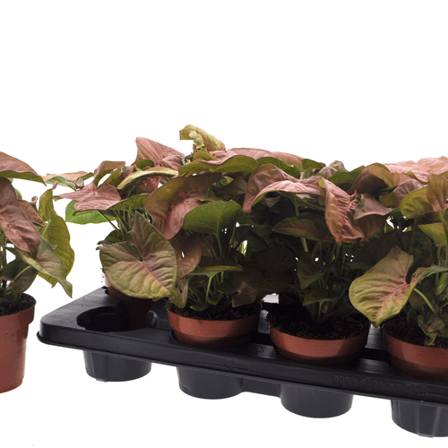 Syngonium Podophyllum