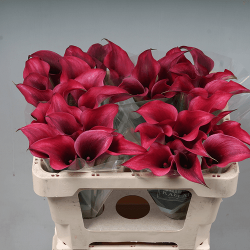 Bouquet de 10 Callas Bordeaux Amazone