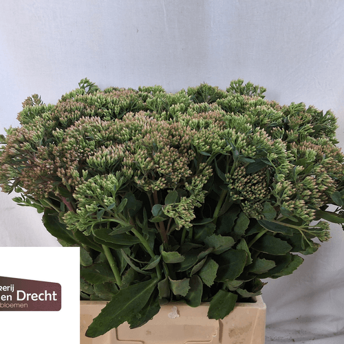 Manojo de Sedum Carl Rosa (50-80 tallos)