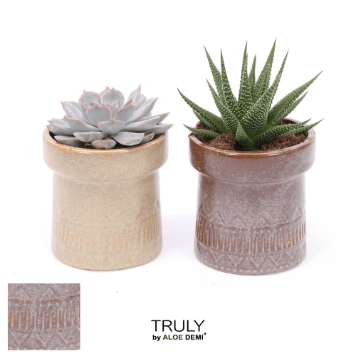 Composición de Suculentas Kiva, Planta de 19 cm de alto, pack de 6 uds