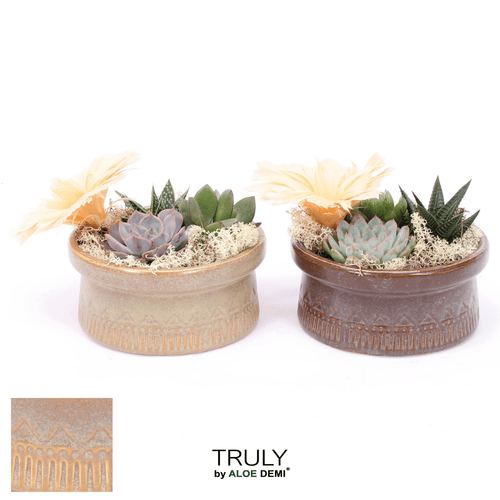 Composición de Suculentas Kiva en Cuenco, Planta de 12 cm de alto, pack de 5 uds