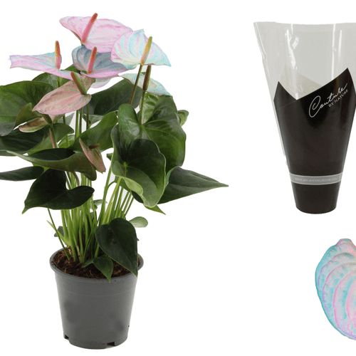 Anthurium Cocos Rosa en Cerámica, Planta de 40 cm de alto, pack de 6 uds