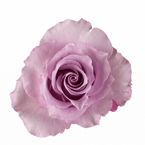 Ramo de 3 Rosas Roxas Blue Dream, Flor fresca de 70 cm de comprimento, 25 hastes