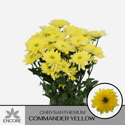 Bouquet de 10 Chrysanthèmes Jaunes Commander, Fleur fraîche de 65 cm de long, 10 tiges