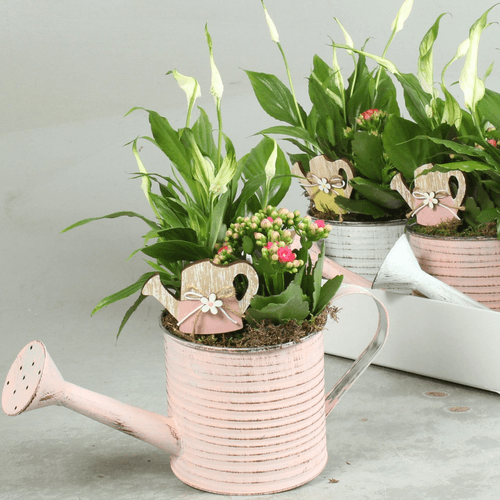 Composition de Plantes Summer en Boîte de Zinc, Plante de 30 cm de haut, lot de 4 unités