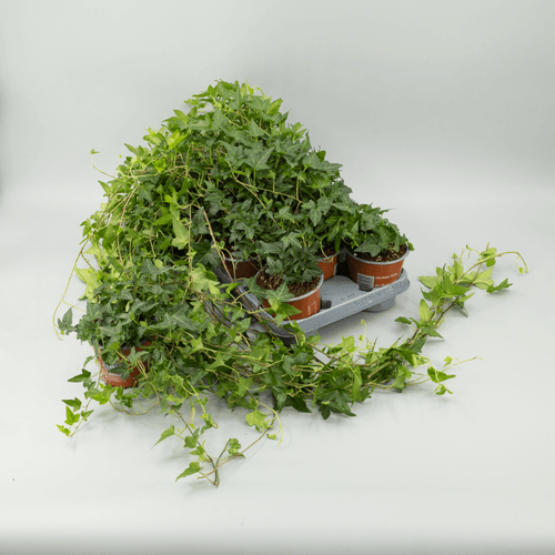 Hedera Helix Shamrock