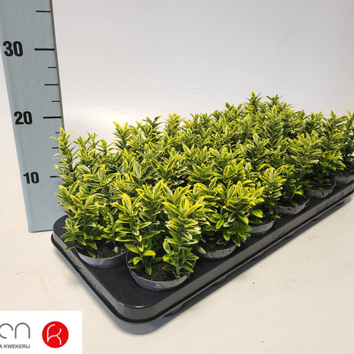 Euonymus Japonicus Microphyllus Aureovariegatus, Planta de 15 cm de alto, lote de 18 unidades