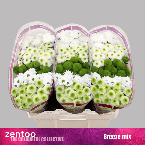 Bouquet de 25 Chrysanthèmes Santini Mix Breeze, Fleur fraîche de 55 cm de long, 25 tiges