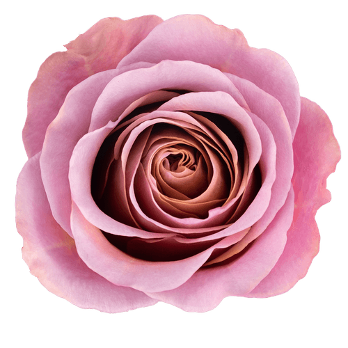 Rosa roxa Purple Moon, Flor fresca de 50-60 cm de comprimento, ramo de 25 hastes