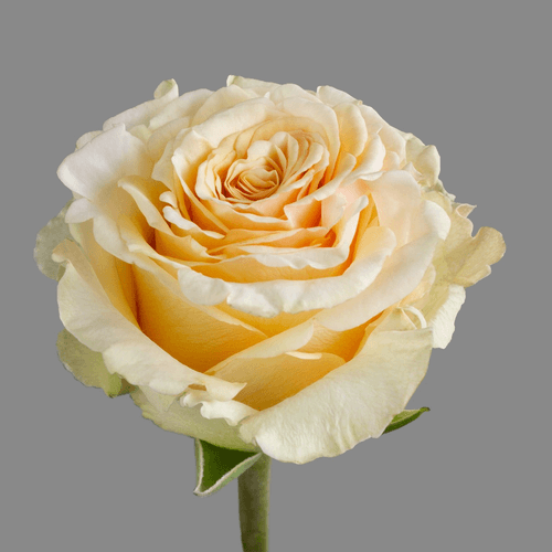 Rosa creme Pearl Finesse de 50 cm, Flor fresca de 50 cm de comprimento