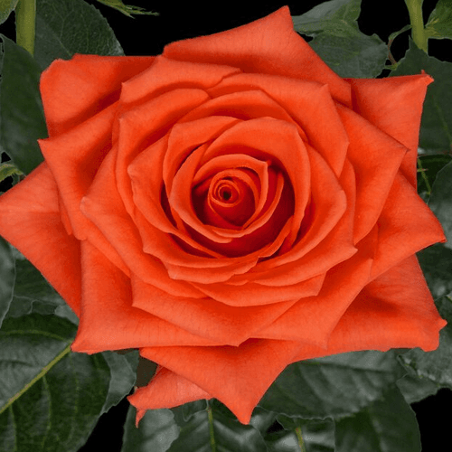 Ram de 25 roses taronges Rollercoaster (Rosa hybrida), Flor fresca de 50 cm de llarg, 25 tiges