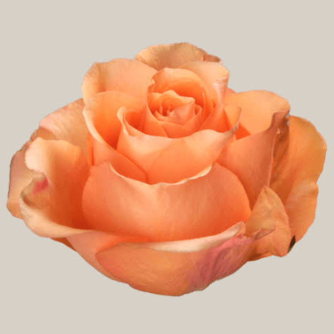Ram de 25 roses taronges Joy (Rosa spp.), Flor fresca de 50-60 cm de llarg, 25 tiges